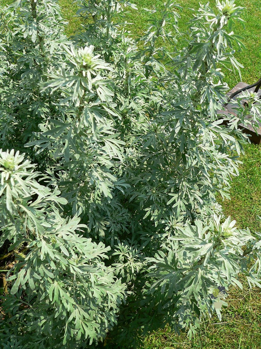 🌿 Αρτεμισία – Αψιθιά (Artemisia absinthium) - 2